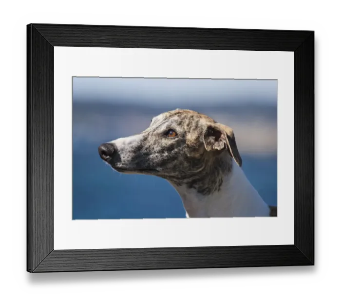 Framed Print : Portrait of a Whippet Framed Print : Portrait of a Whippet