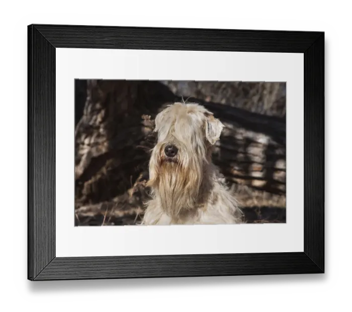 Framed Print : Wheaten Terrier Portrait (PR)