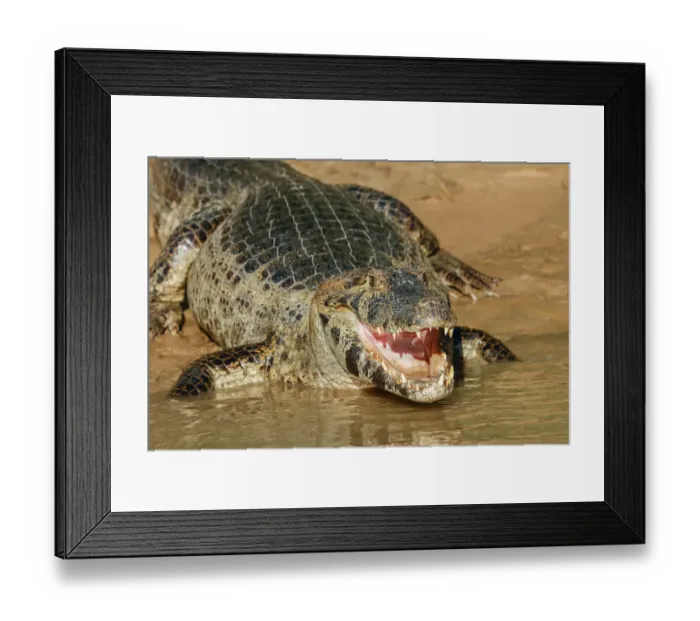 Framed Print : Pantanal, Mato Grosso, Brazil. Yacare Caiman with an open mouth sunning itself in the Cuiaba River