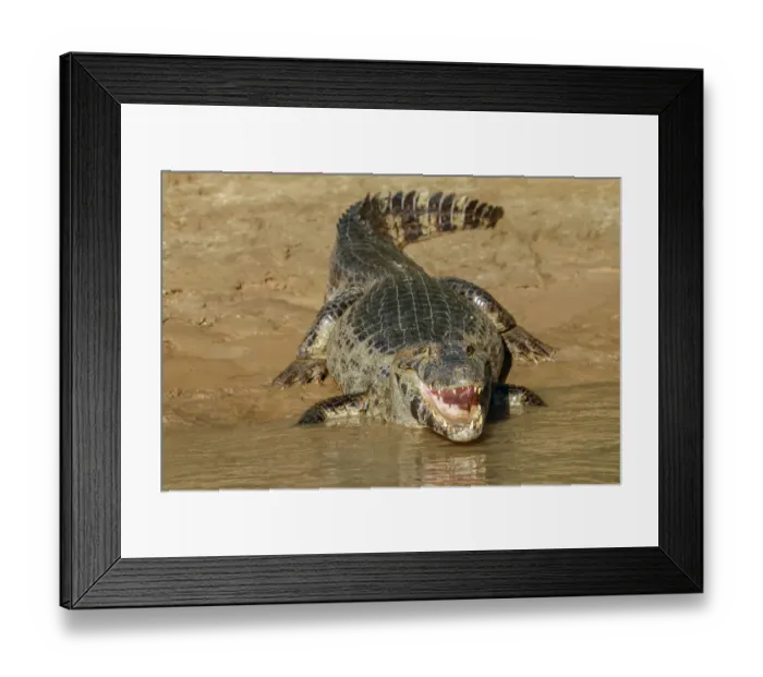 Framed Print : Pantanal, Mato Grosso, Brazil. Yacare Caiman with an open mouth sunning itself in the Cuiaba River