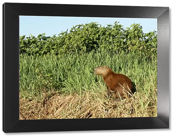 Pantanal, Mato Grosso, Brazil. Capybara resting on the riverbank of the Cuiaba River