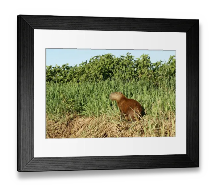 Framed Print : Pantanal, Mato Grosso, Brazil. Capybara resting on the riverbank of the Cuiaba River Framed Print : Pantanal, Mato Grosso, Brazil. Capybara resting on the riverbank of the Cuiaba River