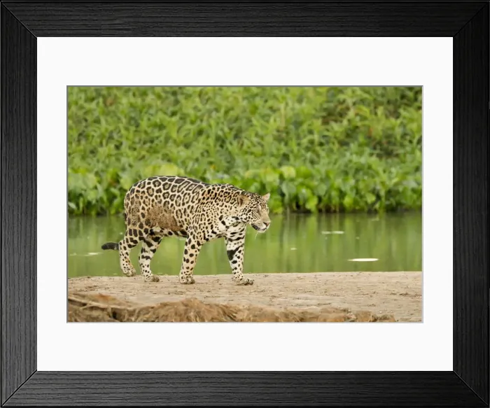 Framed Print : Pantanal, Mato Grosso, Brazil. Jaguar walking on a sandbar on the Cuiaba River Framed Print : Pantanal, Mato Grosso, Brazil. Jaguar walking on a sandbar on the Cuiaba River