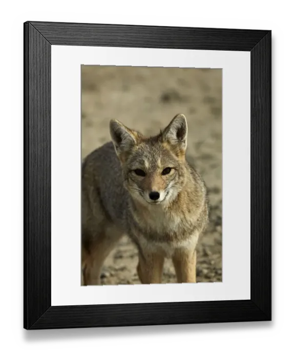 Framed Print : South American gray fox (Lycalopex griseus), Patagonia, Argentina