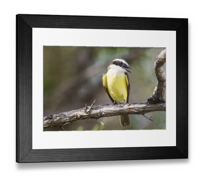 Framed Print : Belize, Ambergris Caye. Great Kiskadee calls from a perch Framed Print : Belize, Ambergris Caye. Great Kiskadee calls from a perch