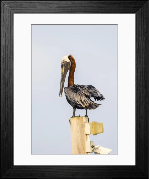 Framed Print : Belize, Ambergris Caye. Brown Pelican perched on top of a light pole