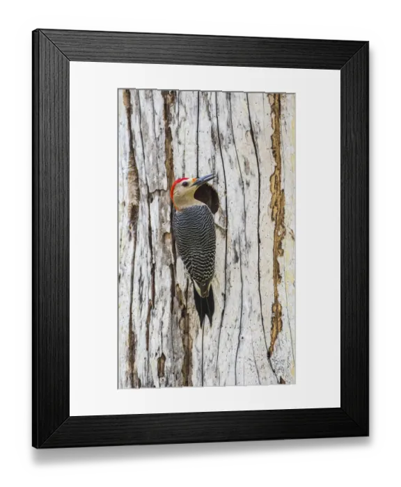 Framed Print : Belize, Crooked Tree Wildlife Sanctuary. Golden-fronted Woodpecker sitting Framed Print : Belize, Crooked Tree Wildlife Sanctuary. Golden-fronted Woodpecker sitting
