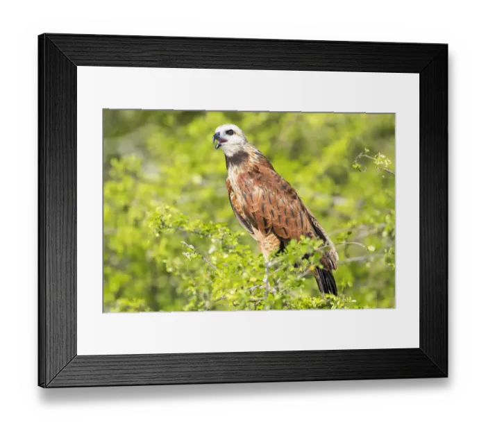 Framed Print : Belize, Crooked Tree Wildlife Sanctuary. Black-collared Hawk calls from a perch Framed Print : Belize, Crooked Tree Wildlife Sanctuary. Black-collared Hawk calls from a perch