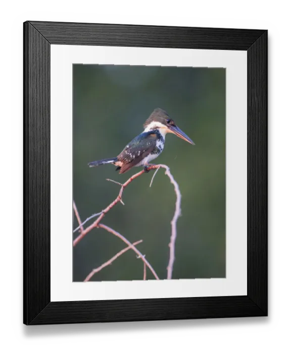 Framed Print : Belize, Crooked Tree Wildlife Sanctuary. Little Green Kingfisher perching on a limb Framed Print : Belize, Crooked Tree Wildlife Sanctuary. Little Green Kingfisher perching on a limb