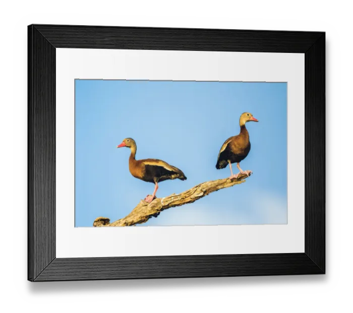 Framed Print : Belize, Crooked Tree Wildlife Sanctuary. Two Black-bellied Tree Ducks perch on a snag Framed Print : Belize, Crooked Tree Wildlife Sanctuary. Two Black-bellied Tree Ducks perch on a snag