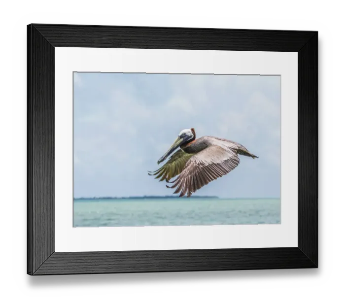 Framed Print : Belize, Ambergris Caye. Adult Brown Pelican flies over the Caribbean Sea Framed Print : Belize, Ambergris Caye. Adult Brown Pelican flies over the Caribbean Sea