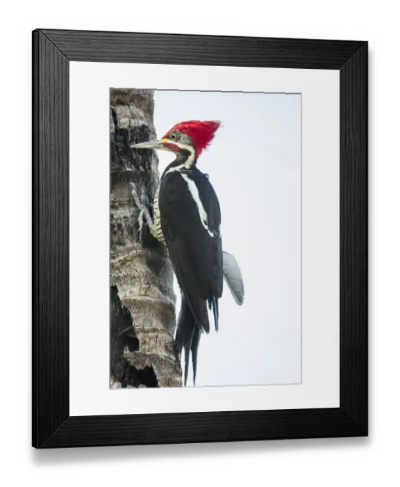 Framed Print : Pantanal, Mato Grosso, Brazil. Male Lineated Woodpecker clinging to a tree trunk Framed Print : Pantanal, Mato Grosso, Brazil. Male Lineated Woodpecker clinging to a tree trunk