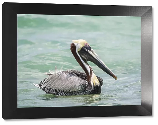 Belize, Ambergris Caye. Adult Brown Pelican floats on the Caribbean Sea