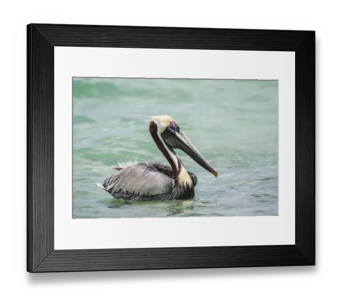 Framed Print : Belize, Ambergris Caye. Adult Brown Pelican floats on the Caribbean Sea Framed Print : Belize, Ambergris Caye. Adult Brown Pelican floats on the Caribbean Sea