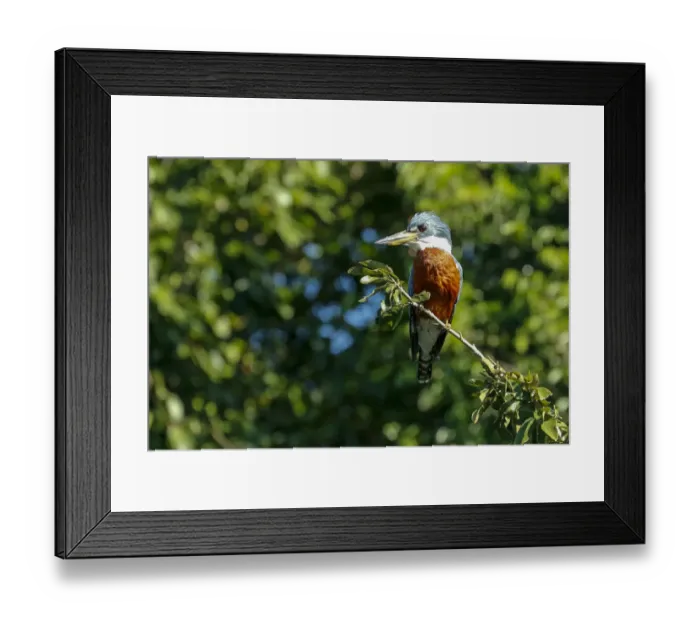 Framed Print : Pantanal, Mato Grosso, Brazil. Ringed Kingfisher sitting in a tree Framed Print : Pantanal, Mato Grosso, Brazil. Ringed Kingfisher sitting in a tree