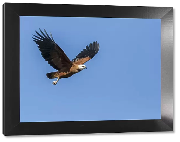 Pantanal, Mato Grosso, Brazil. Black-Collared Hawk in flight