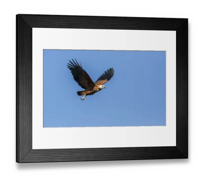 Framed Print : Pantanal, Mato Grosso, Brazil. Black-Collared Hawk in flight Framed Print : Pantanal, Mato Grosso, Brazil. Black-Collared Hawk in flight