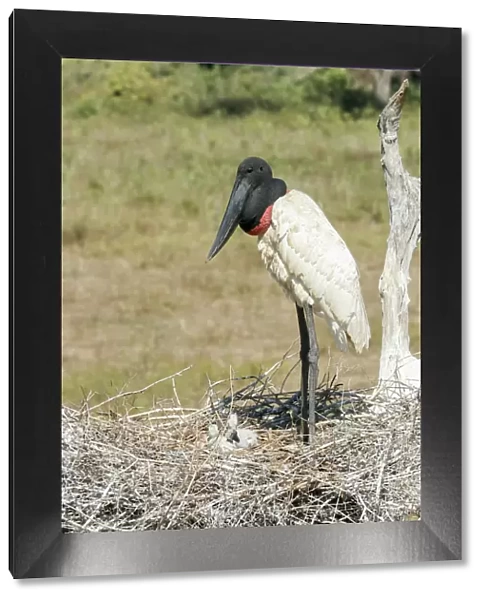 Pantanal, Mato Grosso, Brazil. Jabiru in its large nest full of chicks