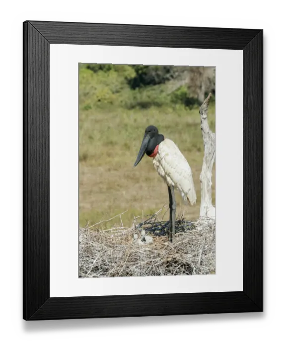 Framed Print : Pantanal, Mato Grosso, Brazil. Jabiru in its large nest full of chicks