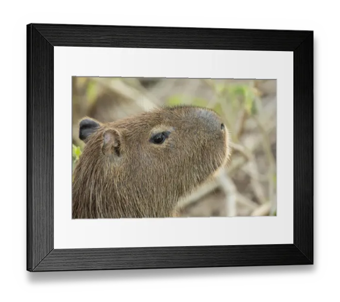 Framed Print : Pantanal, Mato Grosso, Brazil. Close-up of a Capybara