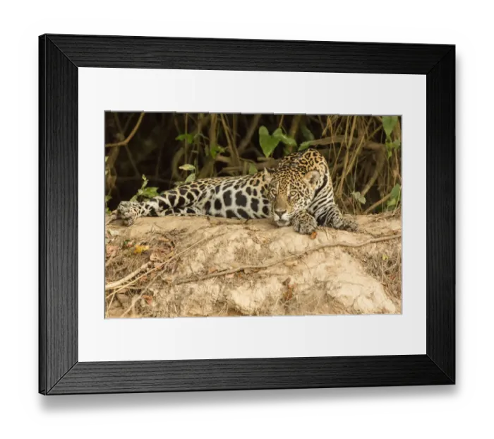 Framed Print : Pantanal, Mato Grosso, Brazil. Jaguar resting on a riverbank in the mid-day heat