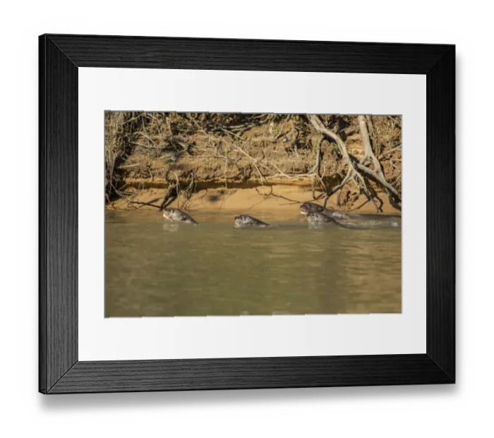 Framed Print : Pantanal, Mato Grosso, Brazil. Four Giant River Otters hunting fish together Framed Print : Pantanal, Mato Grosso, Brazil. Four Giant River Otters hunting fish together