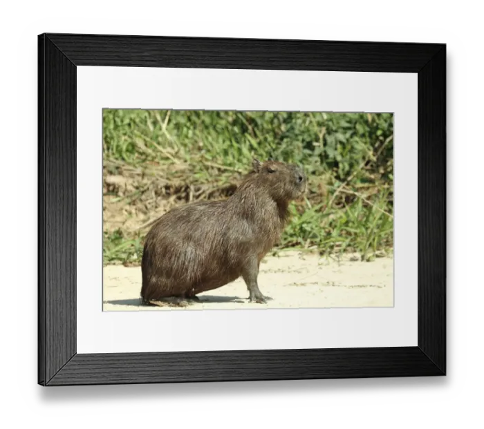 Framed Print : Pantanal, Mato Grosso, Brazil. Adult Capybara sitting on a sandy beach Framed Print : Pantanal, Mato Grosso, Brazil. Adult Capybara sitting on a sandy beach