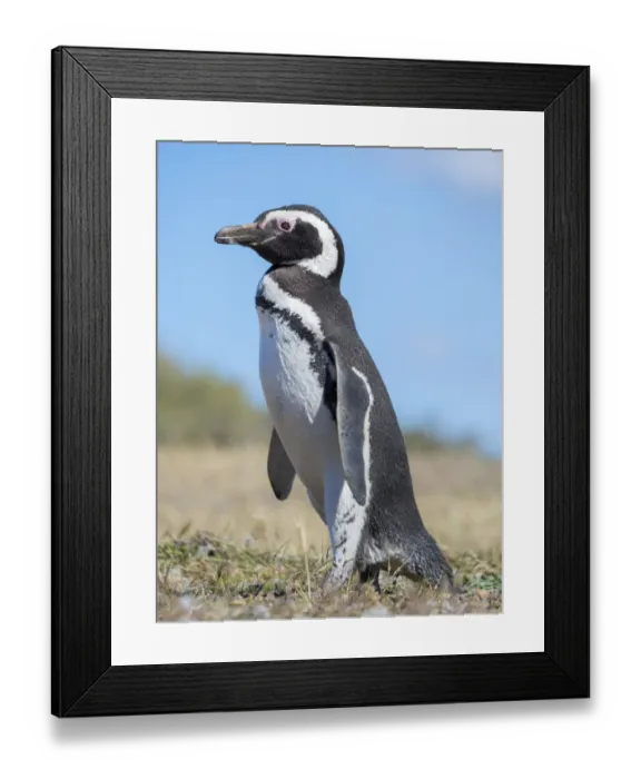 Framed Print : Magellanic Penguin (Spheniscus magellanicus) in colony in Valdes Framed Print : Magellanic Penguin (Spheniscus magellanicus) in colony in Valdes