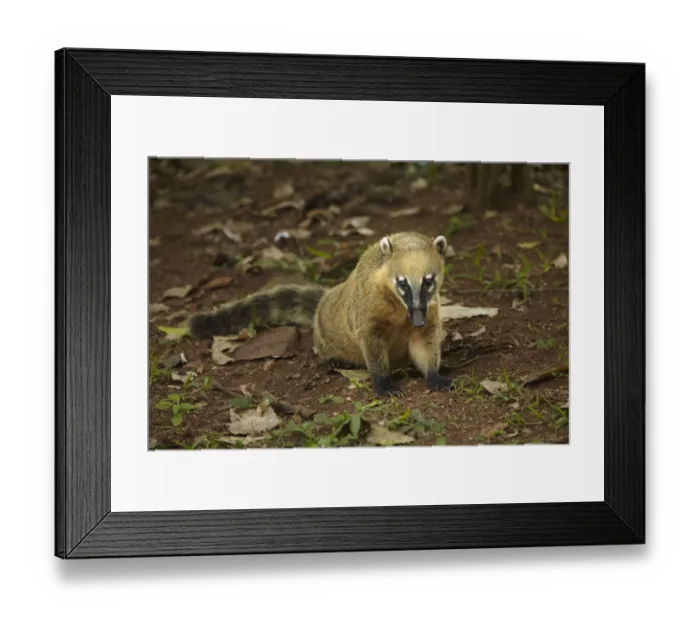 Framed Print : South American coati (Nasua nasua), Iguazu Falls, Argentina Framed Print : South American coati (Nasua nasua), Iguazu Falls, Argentina