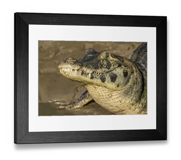 Framed Print : Pantanal, Mato Grosso, Brazil. Yacare Caiman with a closed mouth sunning itself in the Cuiaba River Framed Print : Pantanal, Mato Grosso, Brazil. Yacare Caiman with a closed mouth sunning itself in the Cuiaba River