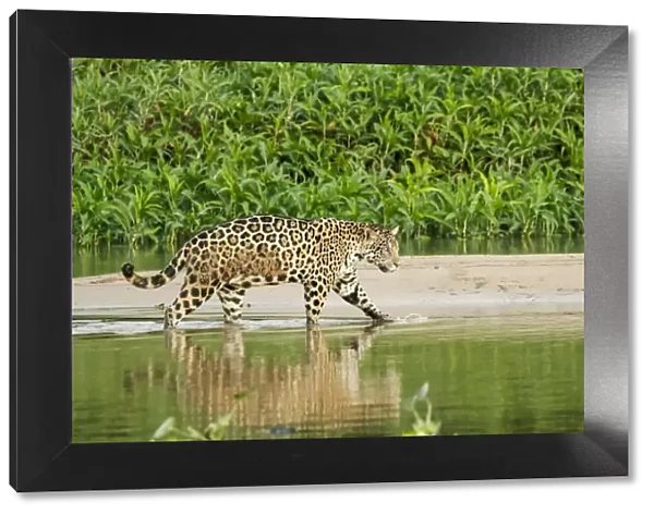 Pantanal, Mato Grosso, Brazil. Jaguar wading in shallow water as it crosses between