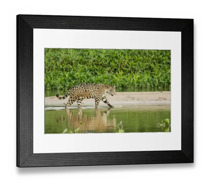Framed Print : Pantanal, Mato Grosso, Brazil. Jaguar wading in shallow water as it crosses between Framed Print : Pantanal, Mato Grosso, Brazil. Jaguar wading in shallow water as it crosses between