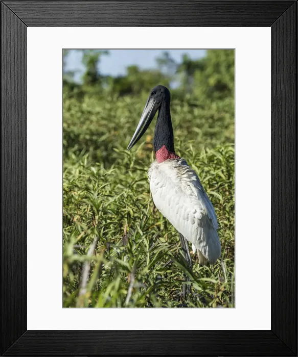 Framed Print : Pantanal, Mato Grosso, Brazil. Jabiru standing in a marsh looking for fish next to the Cuiaba River