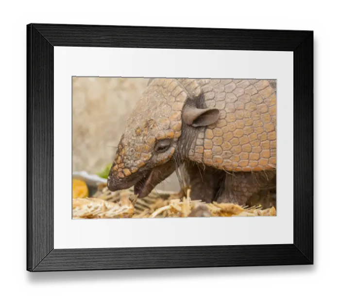 Framed Print : Pantanal, Mato Grosso, Brazil. Seven-banded armadillo eating table scraps set out for it Framed Print : Pantanal, Mato Grosso, Brazil. Seven-banded armadillo eating table scraps set out for it