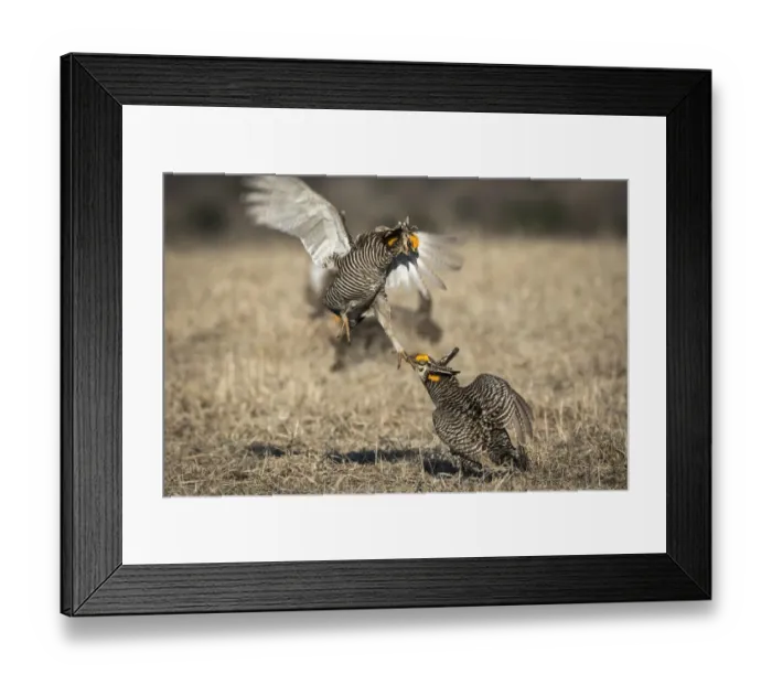 Framed Print : USA, Big Blue Ranch, Burchard, Nebraska. Prairie chickens fighting on the lek