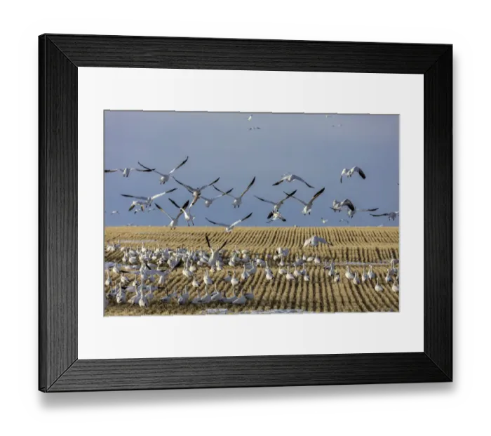 Framed Print : Snow geese feeding in barley field stubble near Freezeout Lake Wildlife Management Framed Print : Snow geese feeding in barley field stubble near Freezeout Lake Wildlife Management