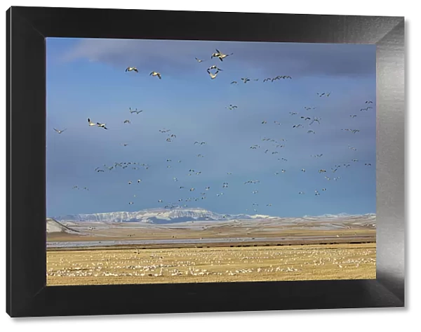 Snow geese feeding in barley field stubble near Freezeout Lake Wildlife Management