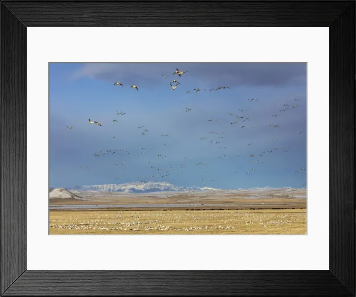 Framed Print : Snow geese feeding in barley field stubble near Freezeout Lake Wildlife Management