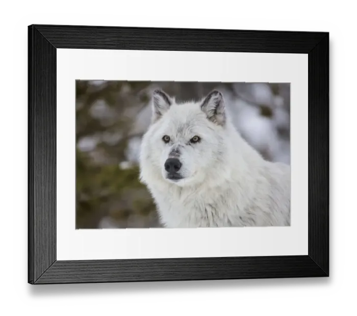 Framed Print : Captive gray wolf portrait at the Grizzly and Wolf Discovery Center in West Yellowstone