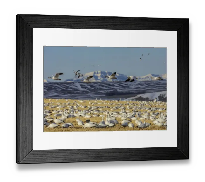Framed Print : Snow geese feeding in barley field stubble near Freezeout Lake Wildlife Management