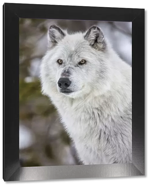 Captive gray wolf portrait at the Grizzly and Wolf Discovery Center in West Yellowstone