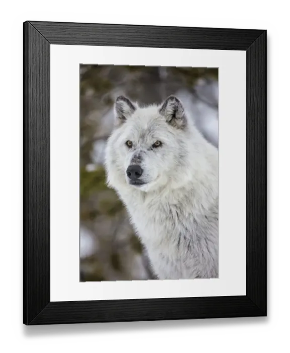 Framed Print : Captive gray wolf portrait at the Grizzly and Wolf Discovery Center in West Yellowstone