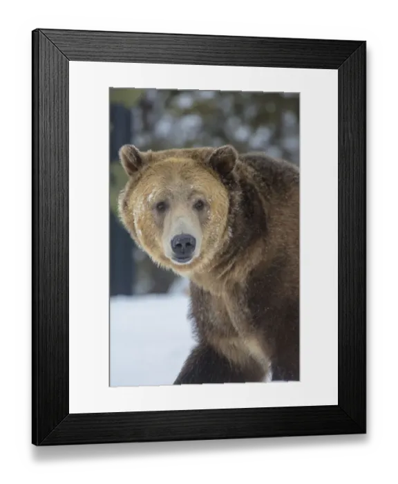 Framed Print : Captive grizzly bear at the Grizzly and Wolf Discovery Center in West Yellowstone Framed Print : Captive grizzly bear at the Grizzly and Wolf Discovery Center in West Yellowstone