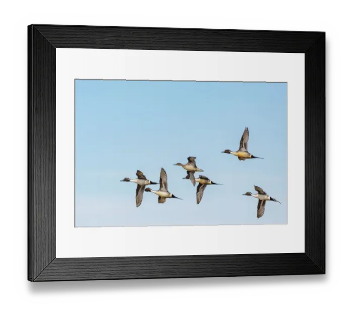 Framed Print : Northern Pintail ducks in courtship flight at Freezeout Lake Wildlife Management Area near Choteau Framed Print : Northern Pintail ducks in courtship flight at Freezeout Lake Wildlife Management Area near Choteau