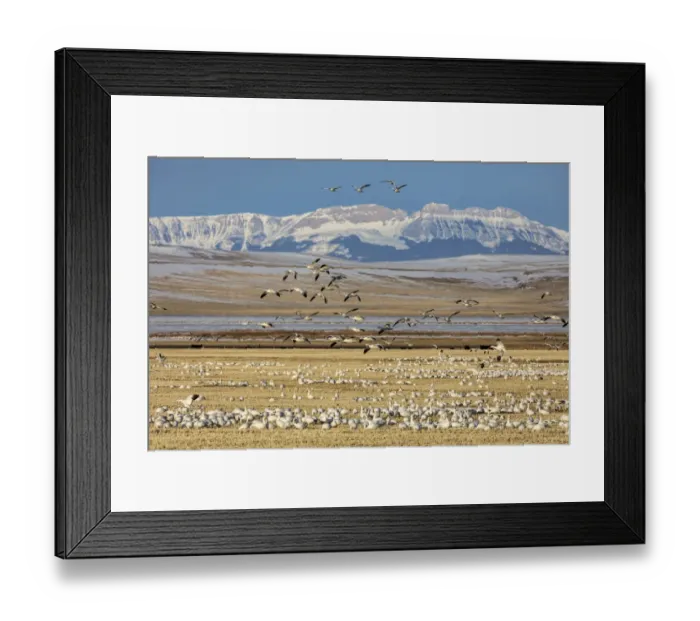 Framed Print : Snow geese feeding in barley field stubble near Freezeout Lake Wildlife Management Framed Print : Snow geese feeding in barley field stubble near Freezeout Lake Wildlife Management