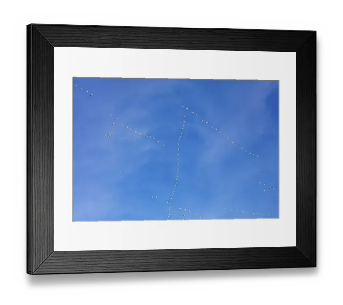 Framed Print : Snow geese flying at Freezeout Lake Wildlife Management Area near Choteau, Montana, USA Framed Print : Snow geese flying at Freezeout Lake Wildlife Management Area near Choteau, Montana, USA