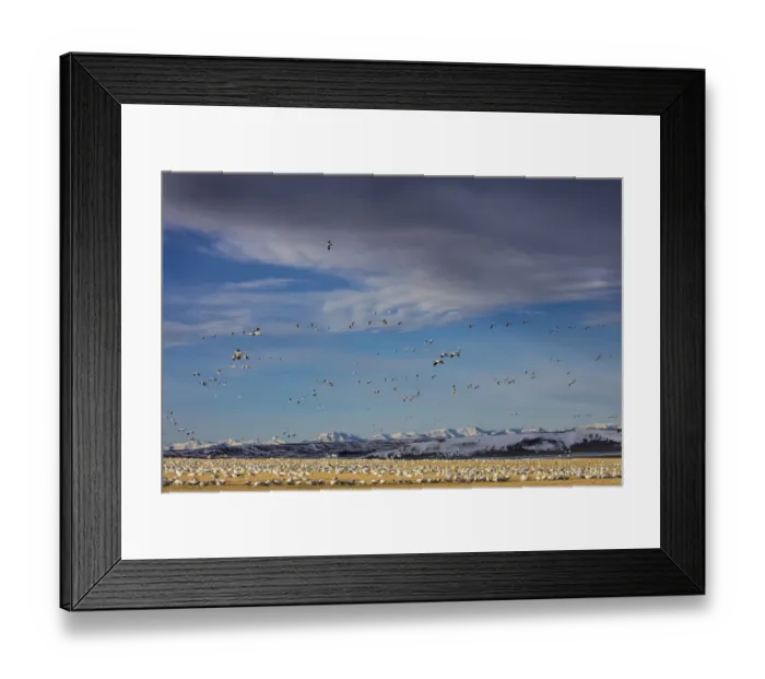 Framed Print : Snow geese feeding in barley field stubble near Freezeout Lake Wildlife Management Framed Print : Snow geese feeding in barley field stubble near Freezeout Lake Wildlife Management