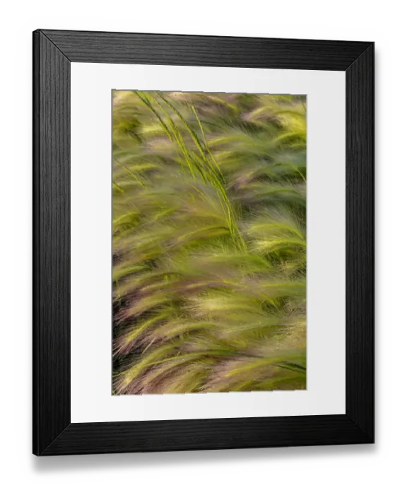 Framed Print : Close-up of foxtail barley in Medicine Lake National Wildlife Refuge, Montana, USA Framed Print : Close-up of foxtail barley in Medicine Lake National Wildlife Refuge, Montana, USA