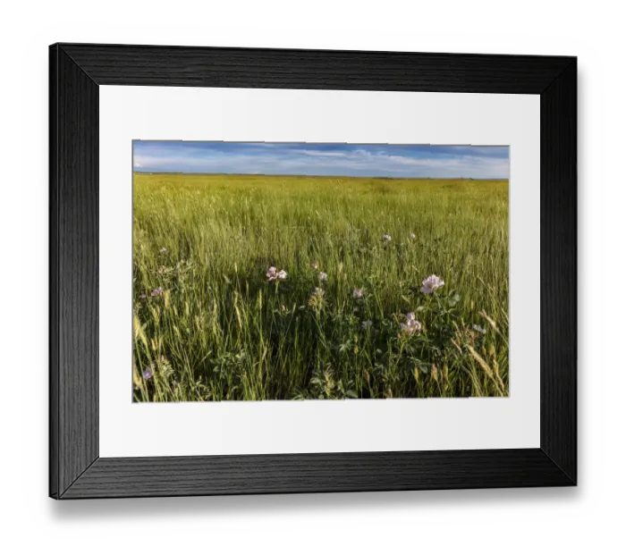 Framed Print : Prairie roses in mixed grasslands in Medicine Lake National Wildlife Refuge, Montana, USA Framed Print : Prairie roses in mixed grasslands in Medicine Lake National Wildlife Refuge, Montana, USA