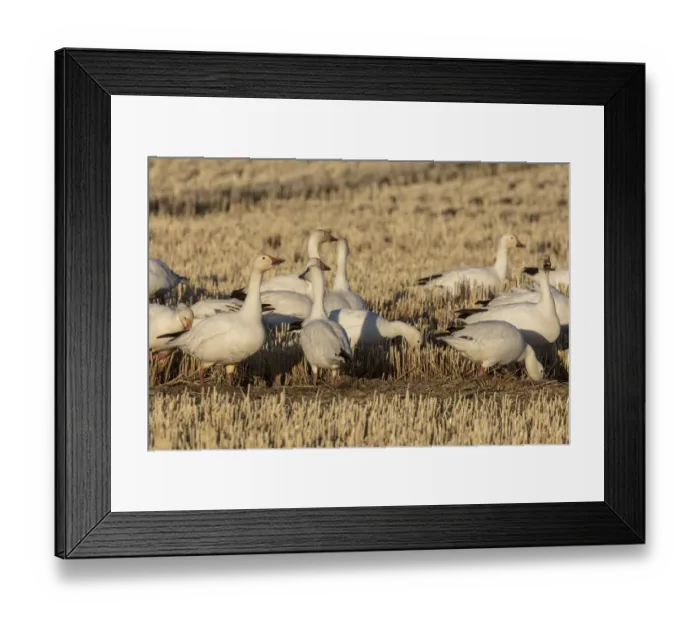 Framed Print : Snow geese feeding in barley field stubble near Freezeout Lake Wildlife Management